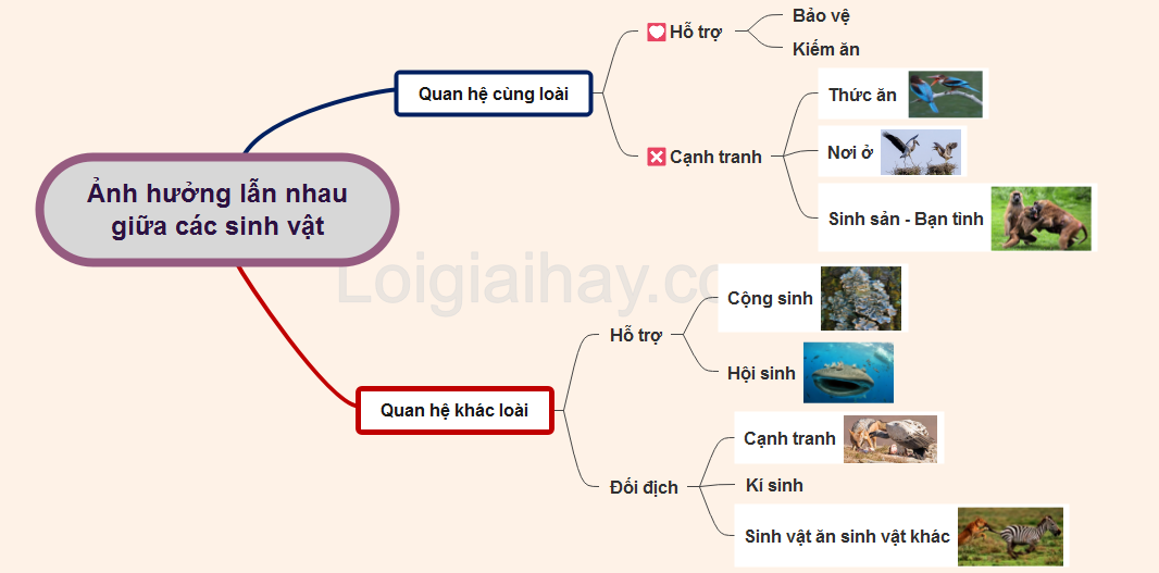 Các Loài Sống Chung Với Nhau Như Thế Nào Gallery 2