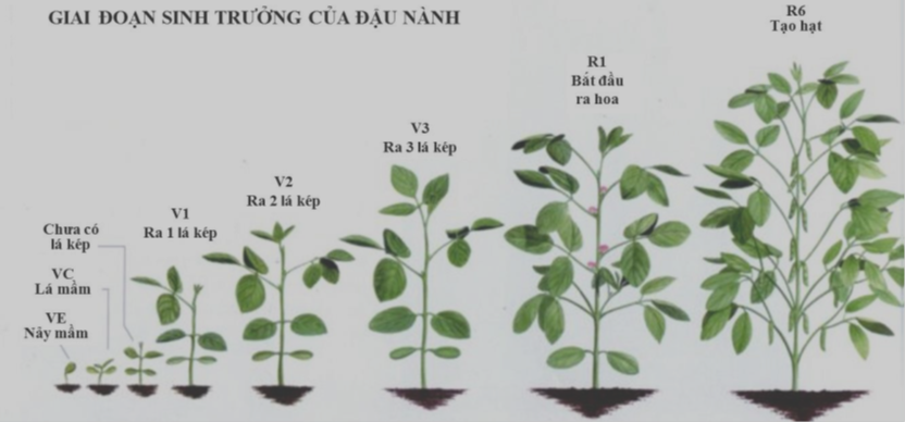 Tả một cây ăn quả Gallery 2