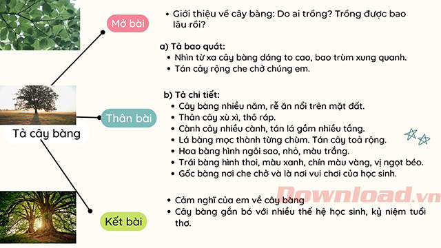 Tả cây bàng mùa xuân lớp 4 Gallery 2