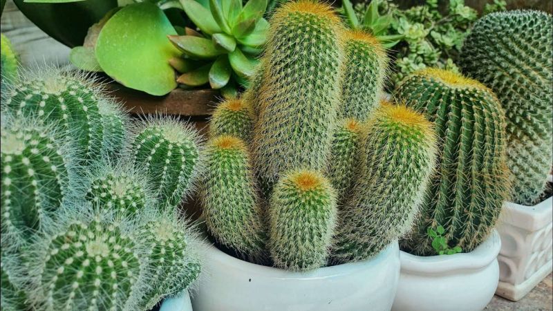 Tả cây xương rồng lớp 4 Gallery 2