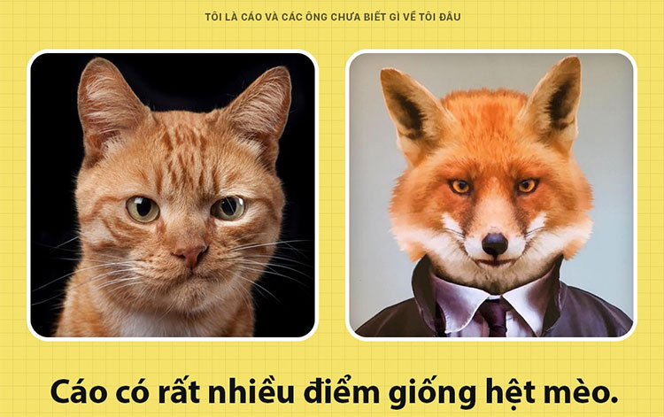 Tính Cách Của Con Cáo: Thông Minh, Mưu Tính Và Hơn Thế Nữa Gallery 1