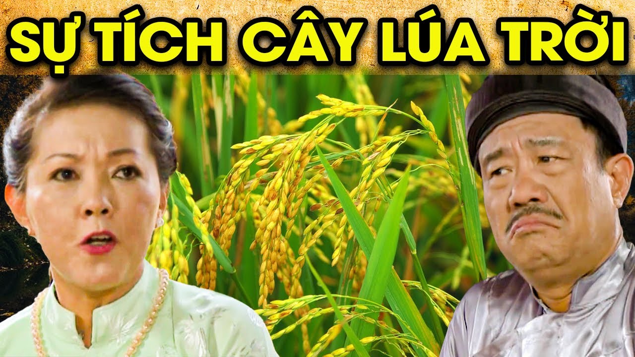 Sự tích cây lúa trời: Nguồn gốc của hạt gạo nuôi sống con người