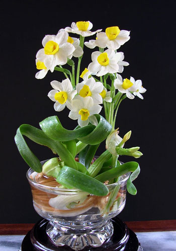 Sự tích hoa thủy tiên