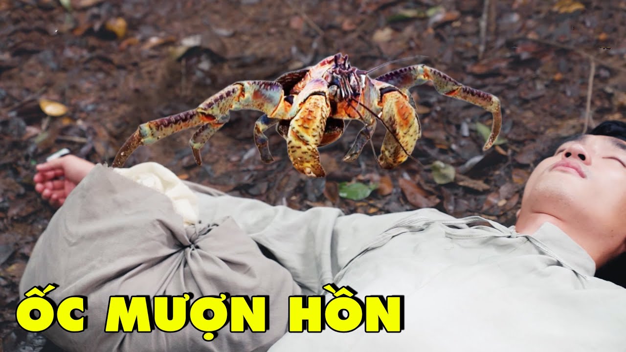 Sự tích ốc mượn hồn: Giải mã nguồn gốc loài ốc mang nhà di động