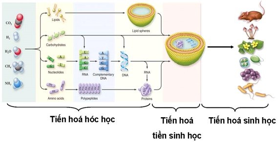 Sinh vật trên Trái đất được hình thành như thế nào? Gallery 2