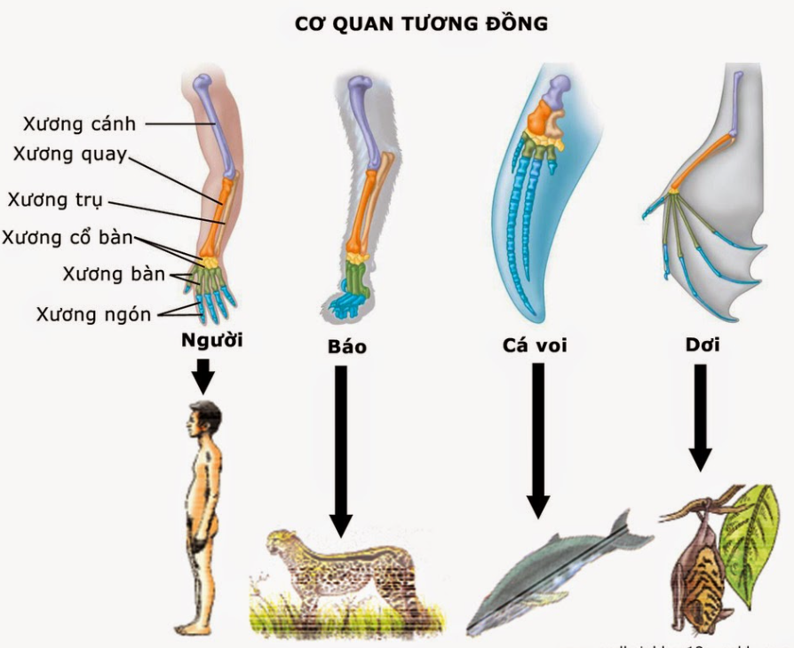 Trong tiến hóa, các cơ quan tương tự có ý nghĩa phản ánh gì? Gallery 1