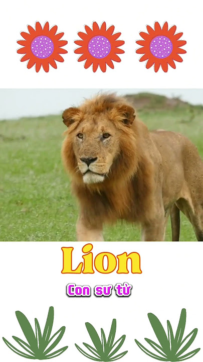 Lion in English