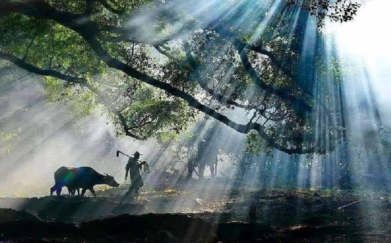 Đời người như giấc mộng Gallery 1