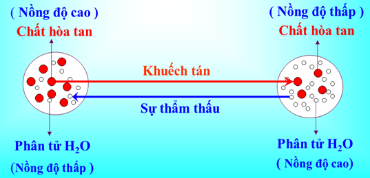 Sự xâm nhập của nước vào tế bào lông hút theo cơ chế thẩm thấu