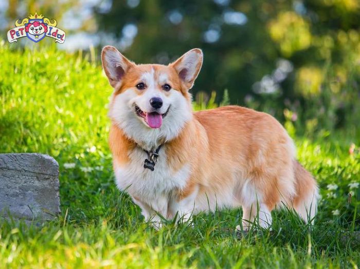Chó Nhật Lai Corgi: Thông Tin Chi Tiết và Hướng Dẫn Chăm Sóc Gallery 2