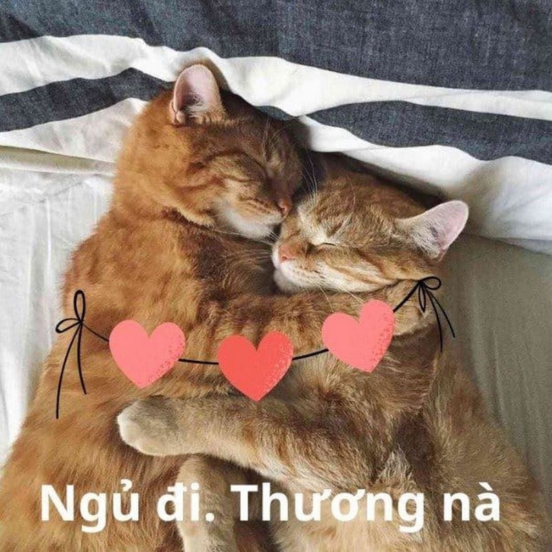Thương Thương Meme An Ủi: Nguồn Cảm Hứng Tích Cực Trong Cuộc Sống Gallery 2