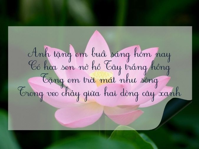 Những Bài Ca Dao Hay Về Hình Ảnh Hoa Sen Gallery 2
