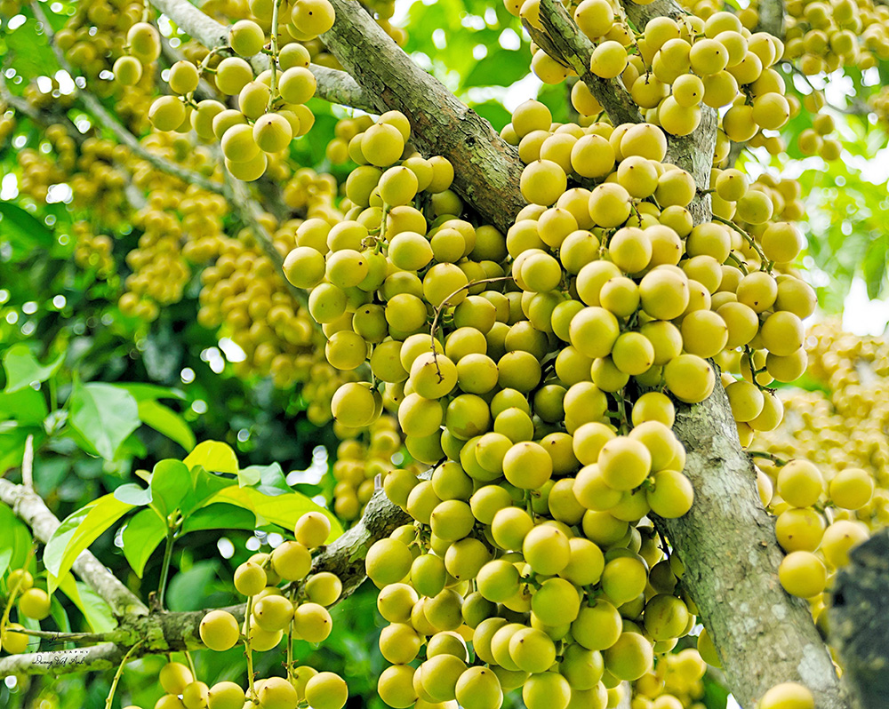Sum Sê Là Gì? Khám Phá Thế Giới Sum Sê