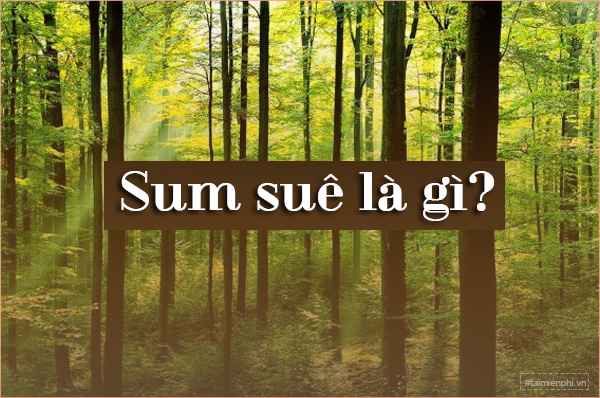 Sum Suê Là Gì?