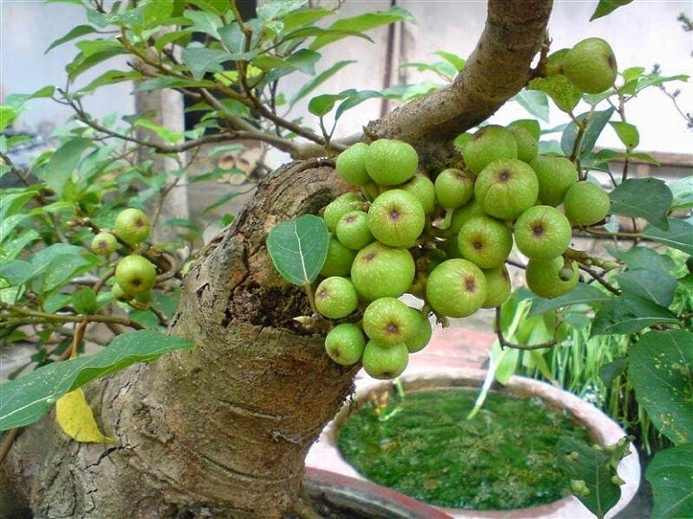 Sung Túc là gì? Ý nghĩa và tầm quan trọng của Sung Túc