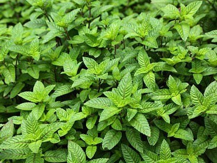 Sương Sáo Làm Từ Gì?