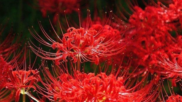 Red Spider Lily: Symbolism, Meaning, and Care Gallery 1