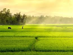 Tả Cánh Đồng Buổi Sáng