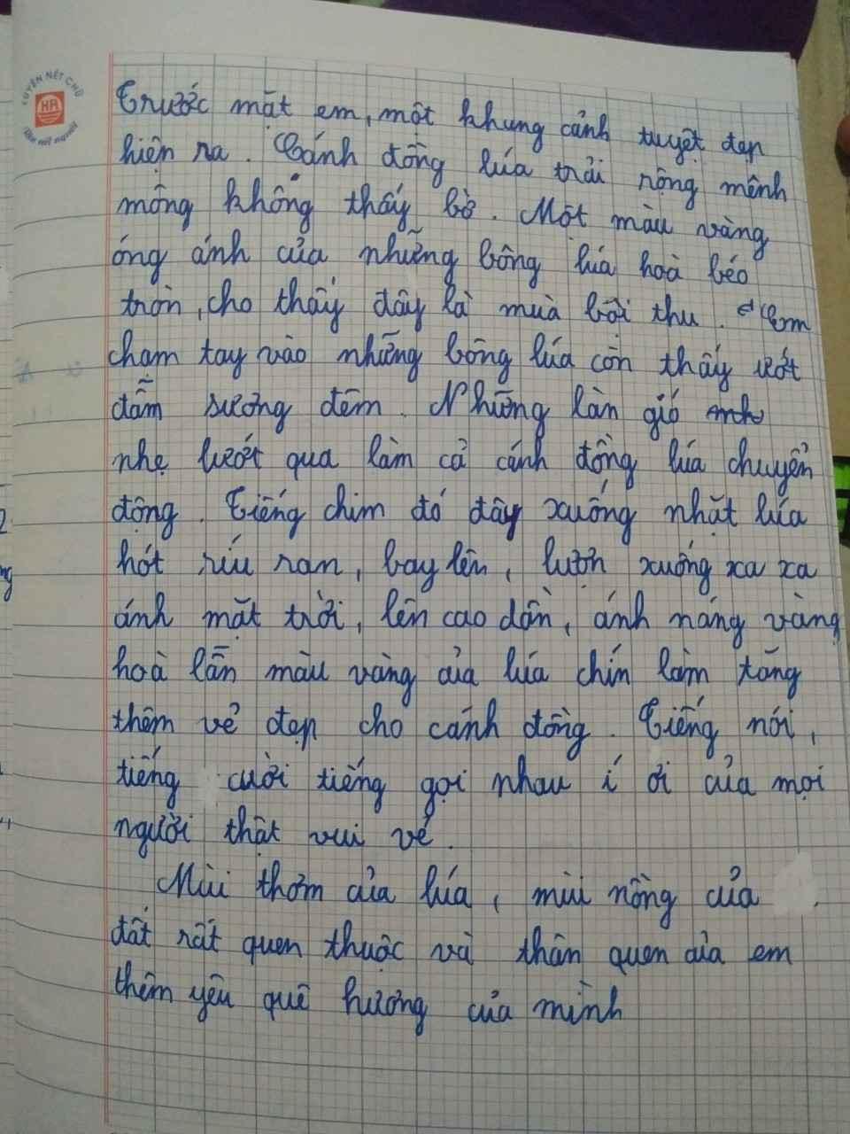 Tả cánh đồng lúa chín lớp 3 ngắn nhất