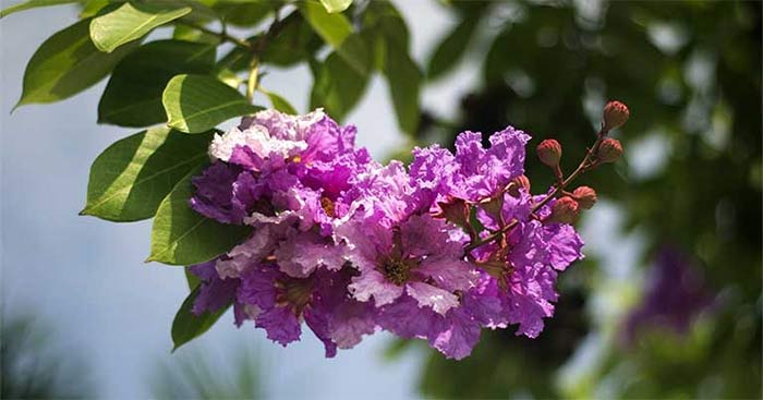 Tả cây bằng lăng