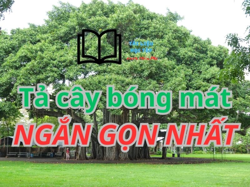Tả cây che bóng mát lớp 5