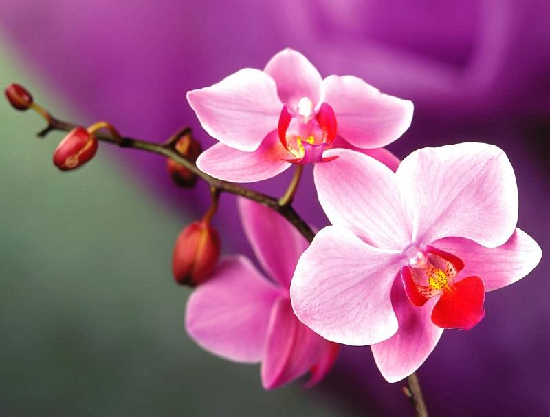 Tả cây hoa lan