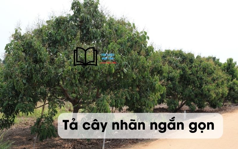 Tả cây nhãn lớp 4 ngắn gọn