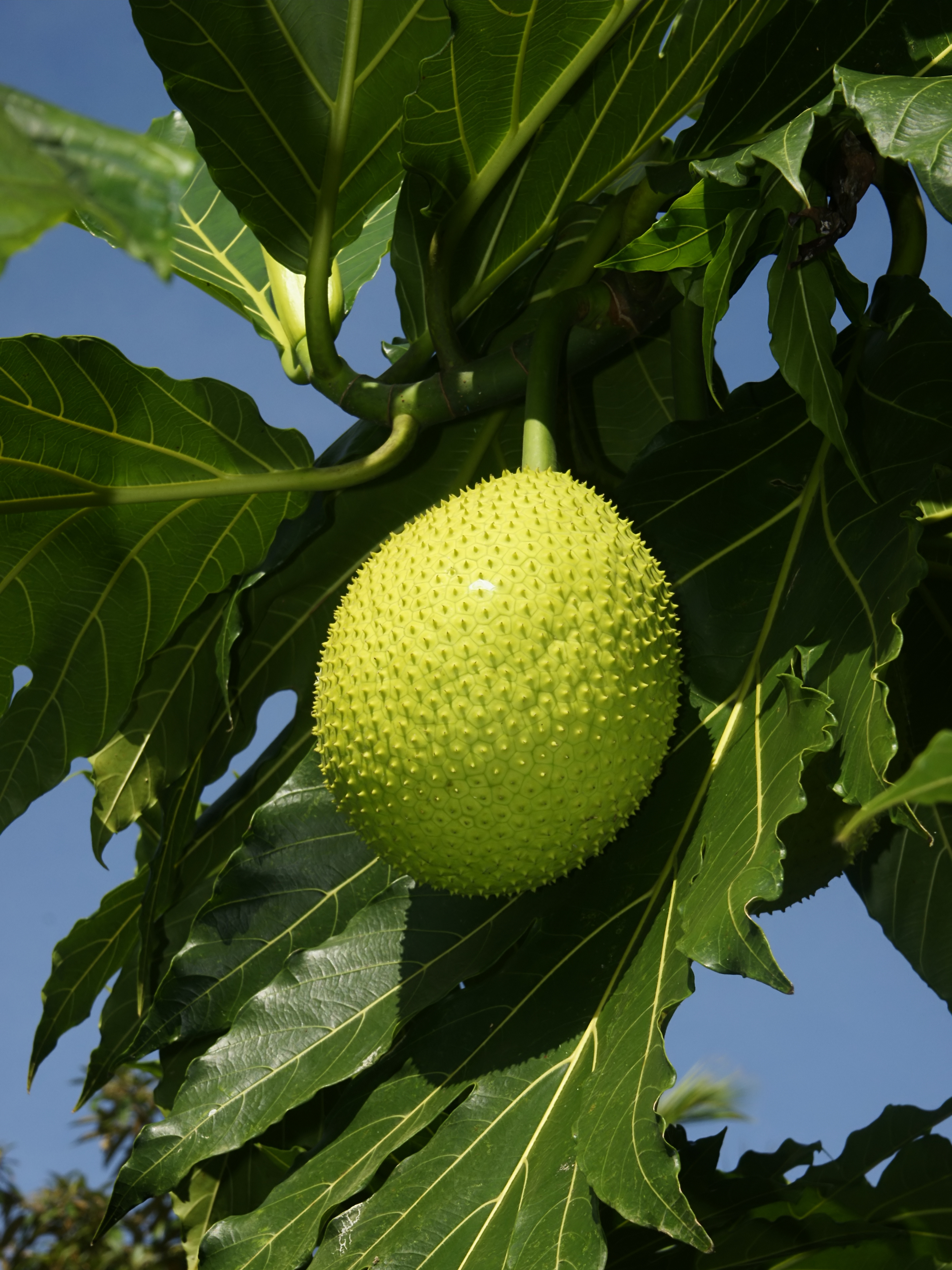 Tả cây sa kê