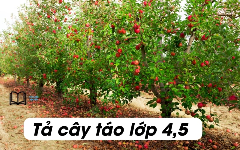 Tả cây táo lớp 4