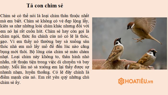 Tả con chim sẻ