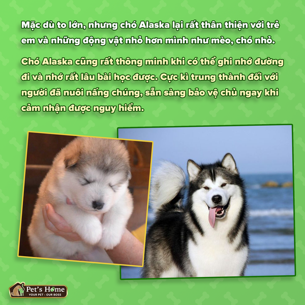Tả Con Chó Alaska Lớp 4