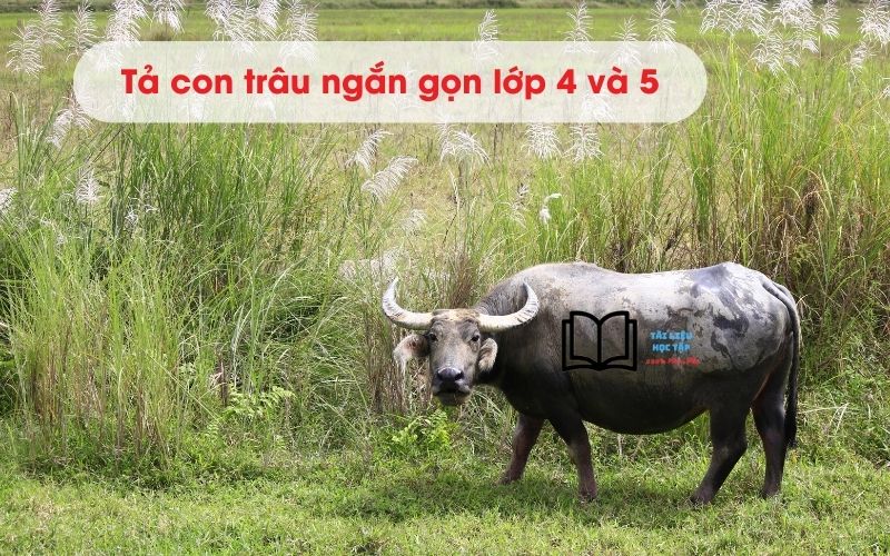 Tả Con Trâu Lớp 4