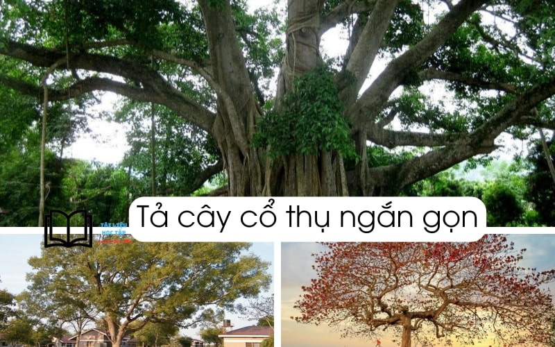 Tả một cây cổ thụ Gallery 2