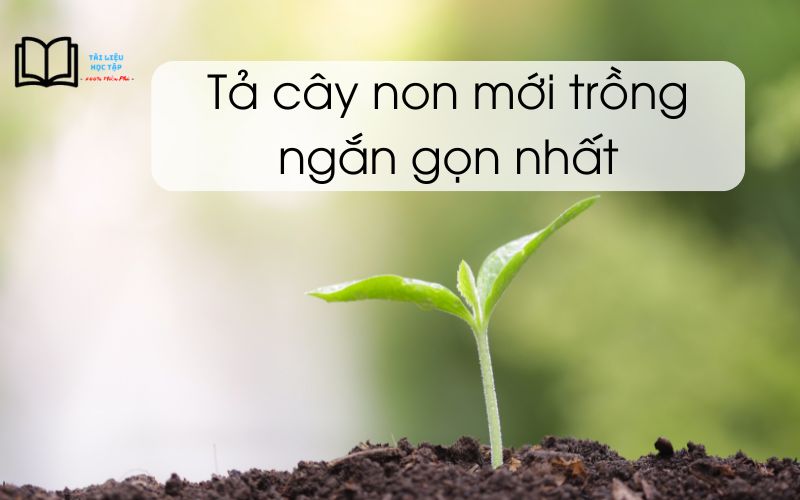 Tả một cây non mới trồng