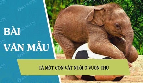 Tả một con vật nuôi ở vườn thú Gallery 2