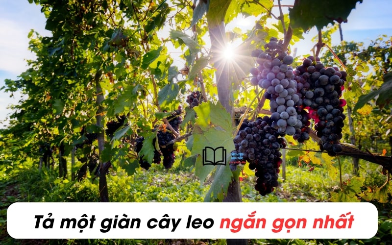 Tả Giàn Cây Leo Ngắn Gọn Nhất Lớp 5