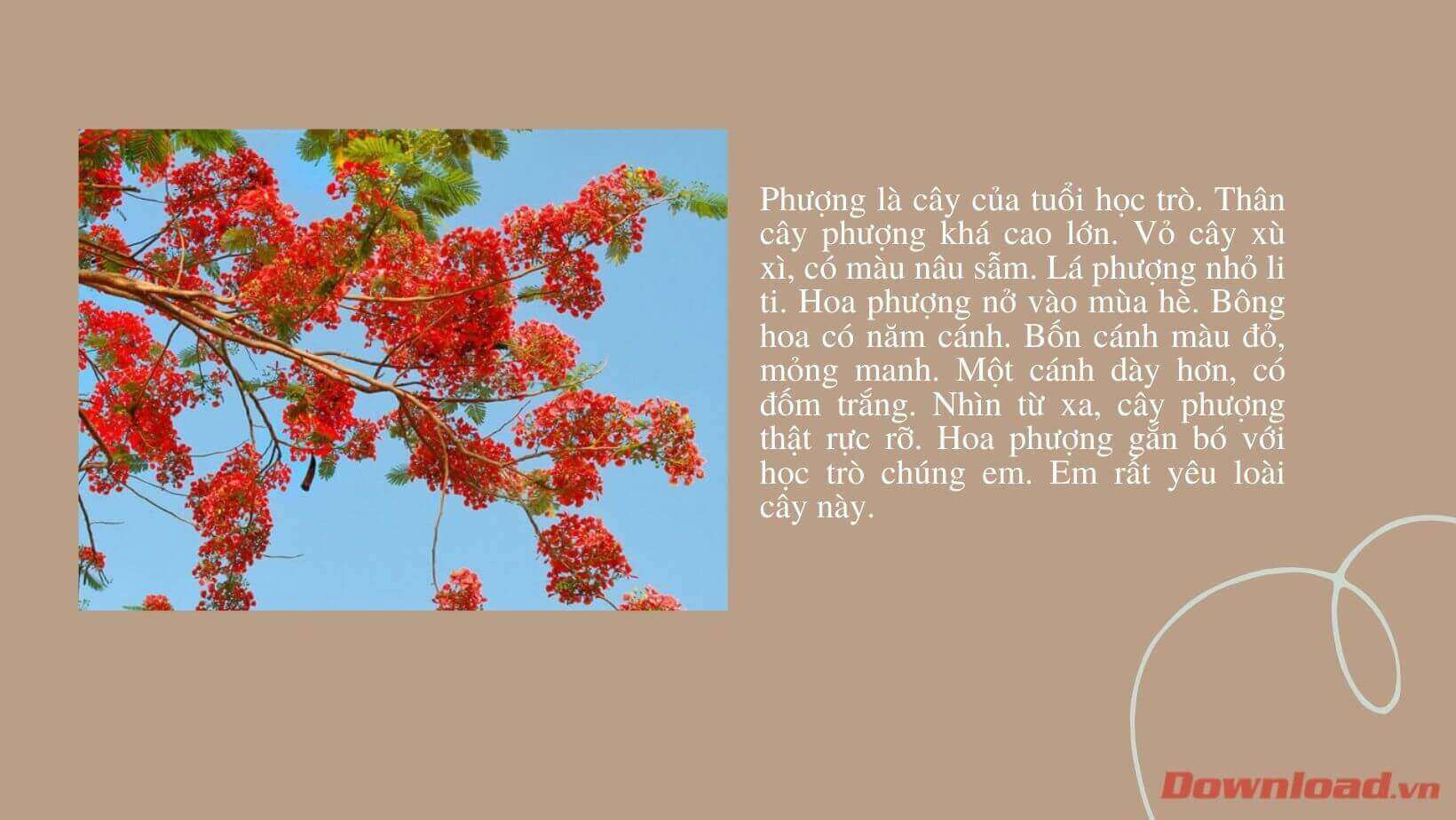 Cây Bàng - Loài Cây Em Yêu Thích