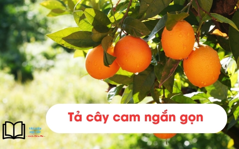 Tả Quả Cam Lớp 4 Ngắn Gọn