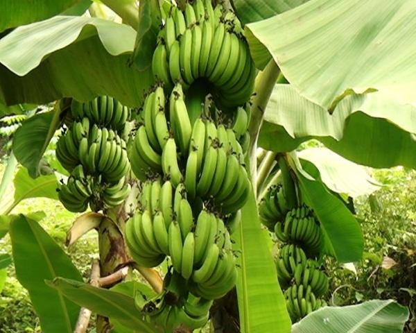 Tả về cây chuối tiêu