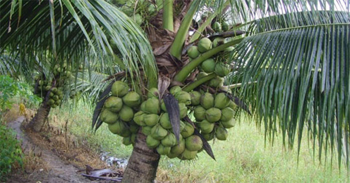 Tả về cây dừa