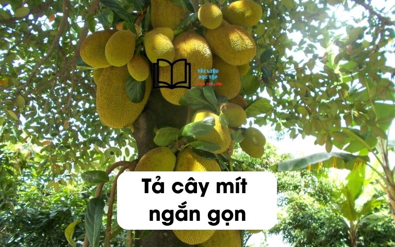 Tả về cây mít ngắn gọn