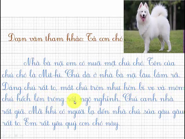 Tả về một con mèo