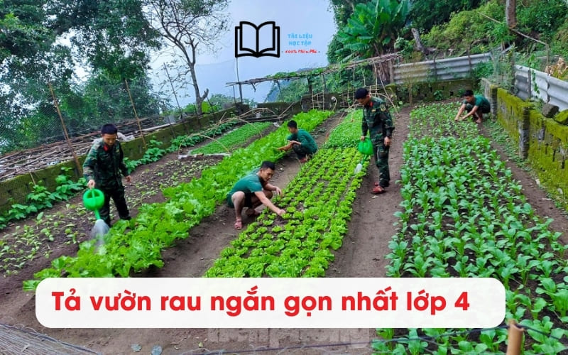 Tả Vườn Rau Nhà Em Lớp 4 Ngắn Gọn Nhất