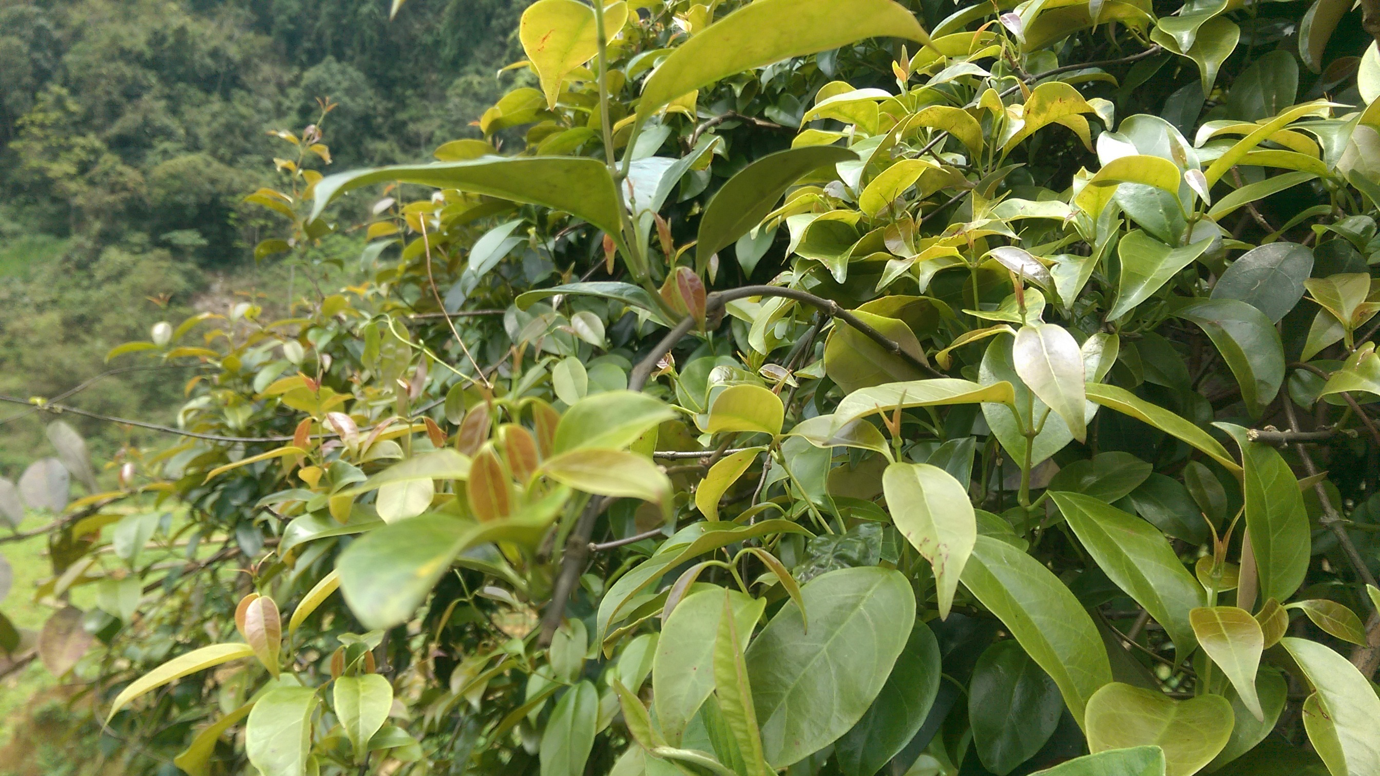 Tác hại của La Giang Gallery 1