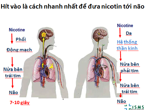 Nicotine có tác dụng gì? Gallery 2