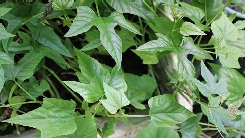 Tác dụng cây chìa vôi