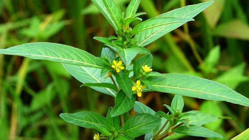 Tác dụng cây rau mương