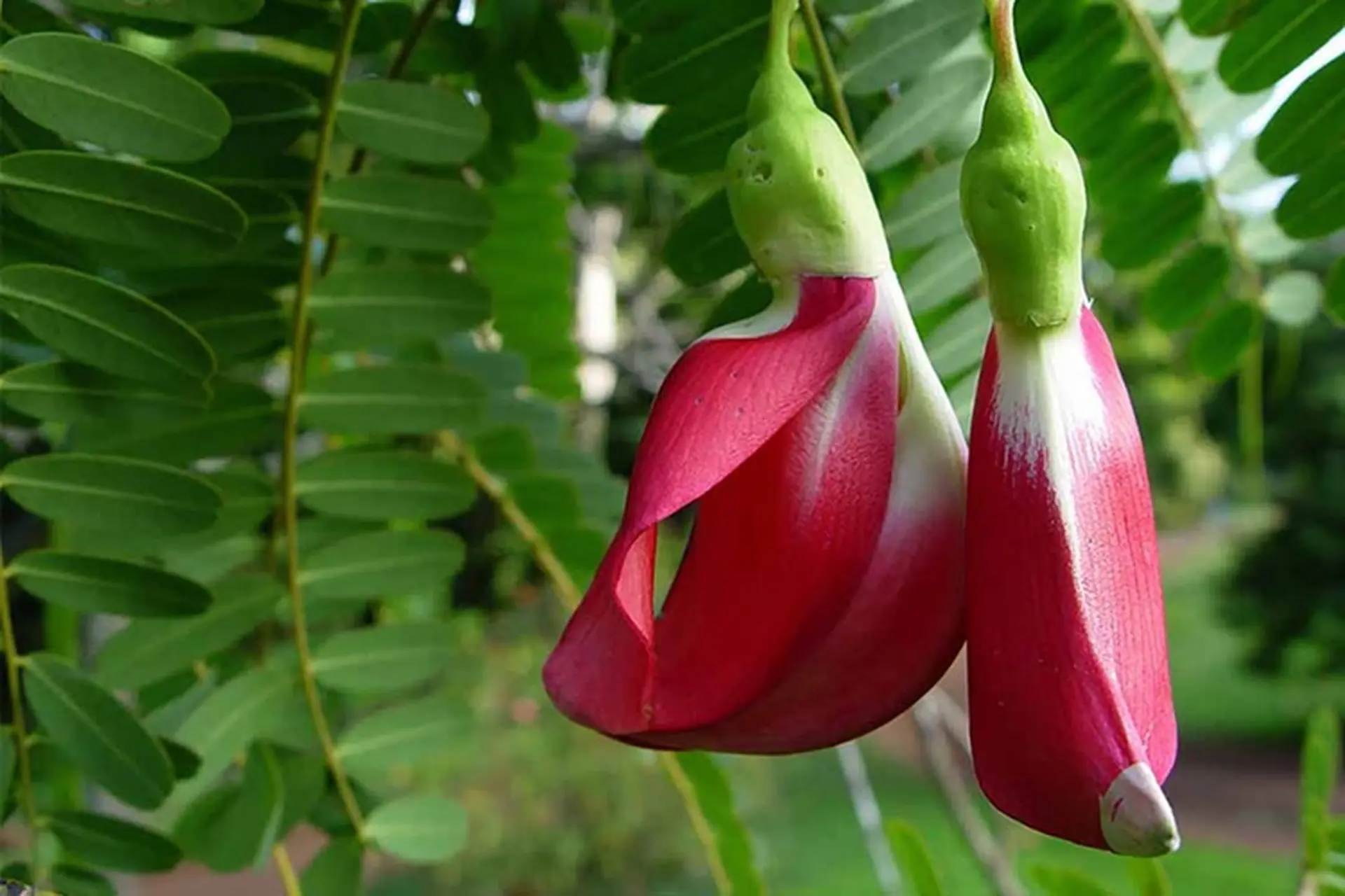Bông So Đũa Có Tác Dụng Gì? Gallery 1
