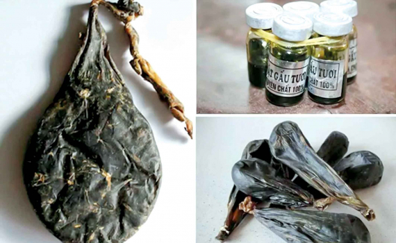 Tác dụng của mật bò tót Gallery 1