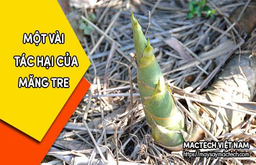 Tác dụng của măng tre đối với sức khỏe Gallery 2